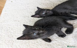 Mixed Breed cats for sale: Kittens needing forever homes in September - Image 3