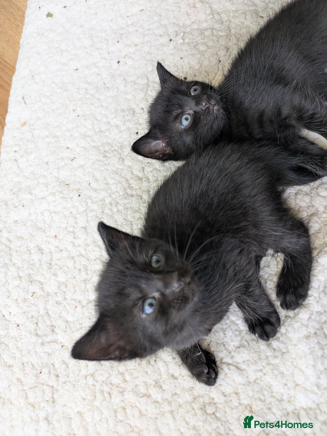 Mixed Breed cats for sale: Kittens needing forever homes in September - Image 3