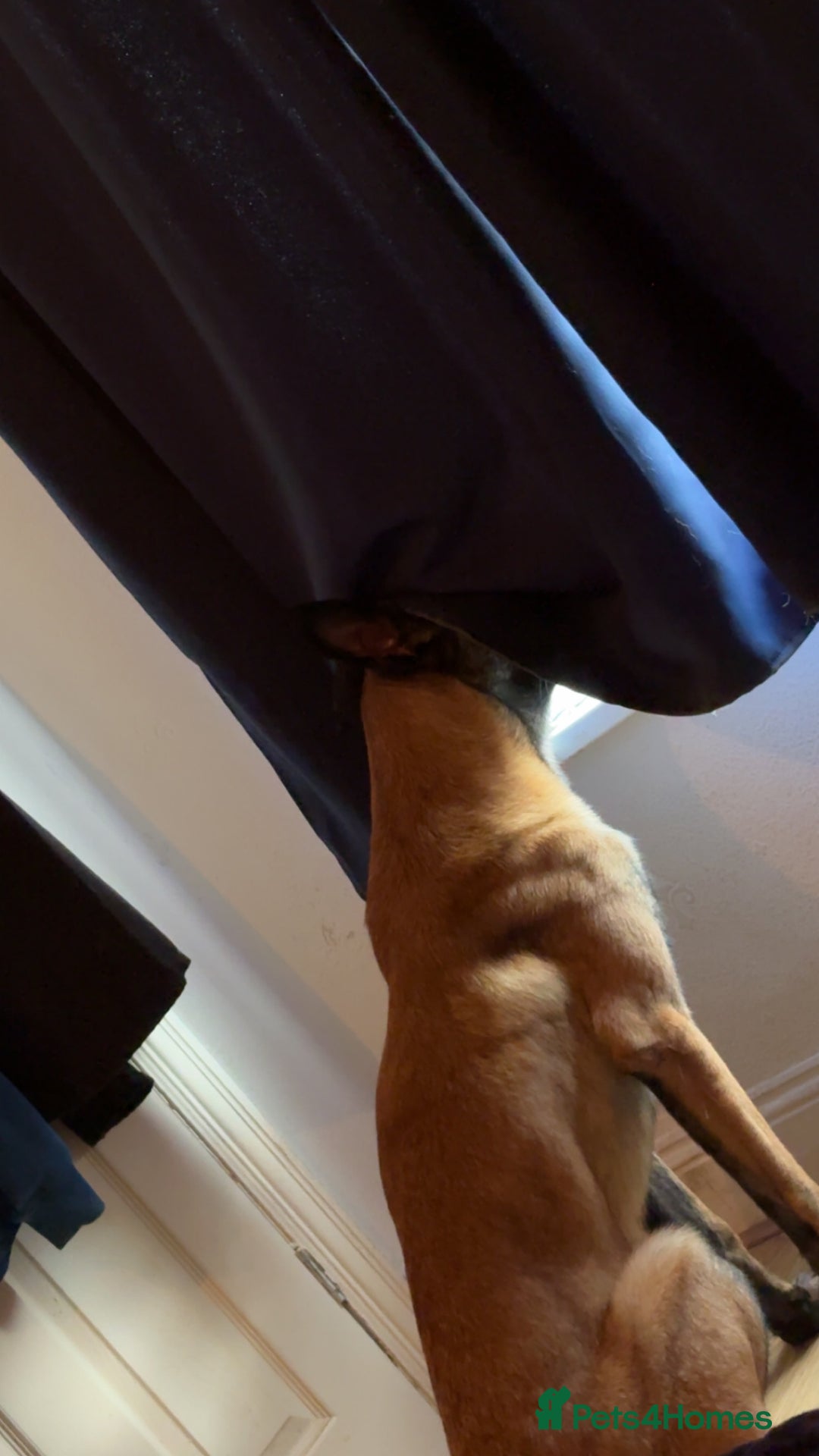Mixed Breed dogs for sale: Belgian malinois X german shepherd  - Image 2