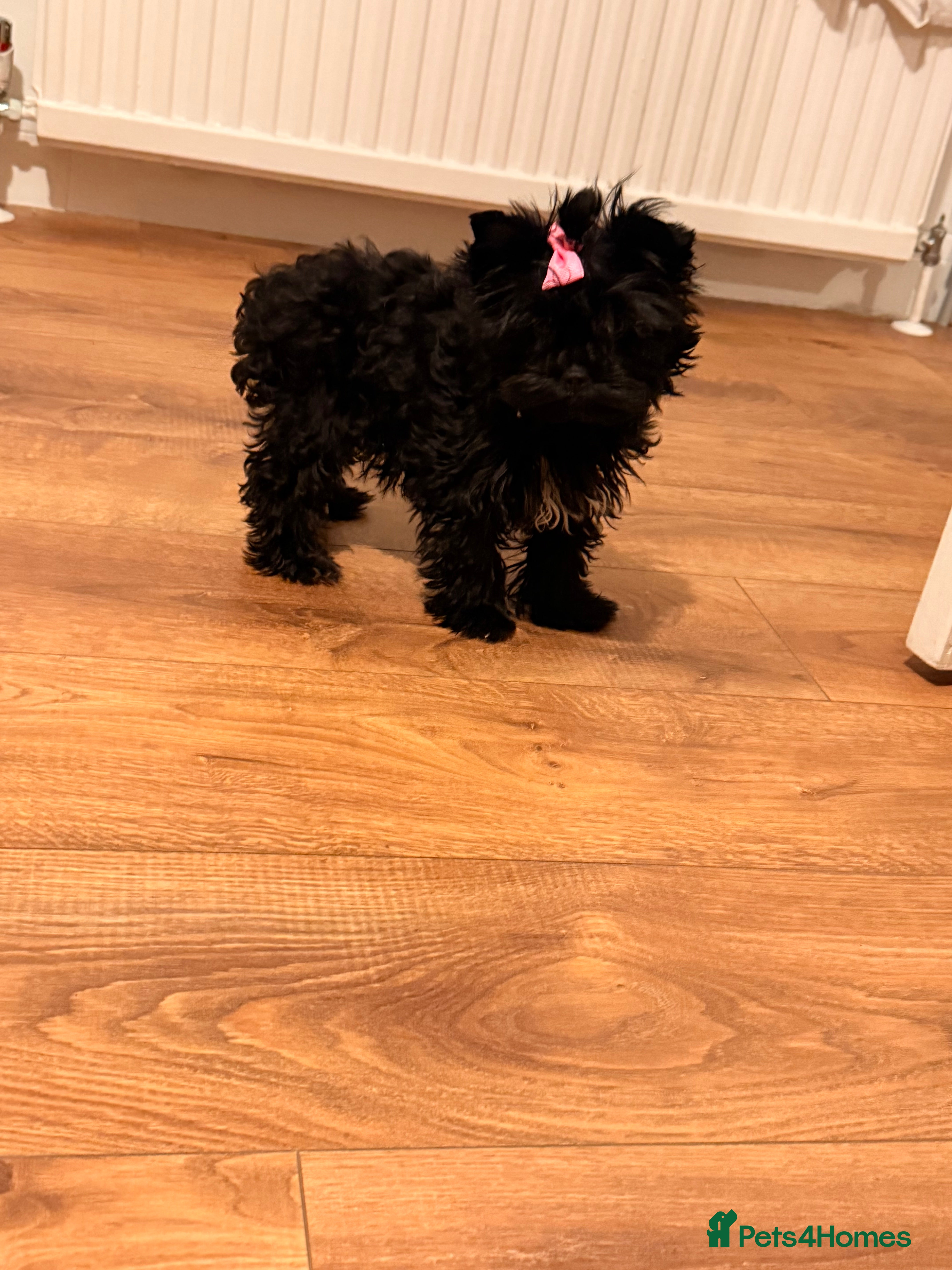 Yorkshire Terrier dogs 🖤Beautiful girl  ready to leave 🖤 - Advert 4