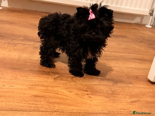 Yorkshire Terrier dogs 🖤Beautiful girl ready to leave 🖤 - Advert 4