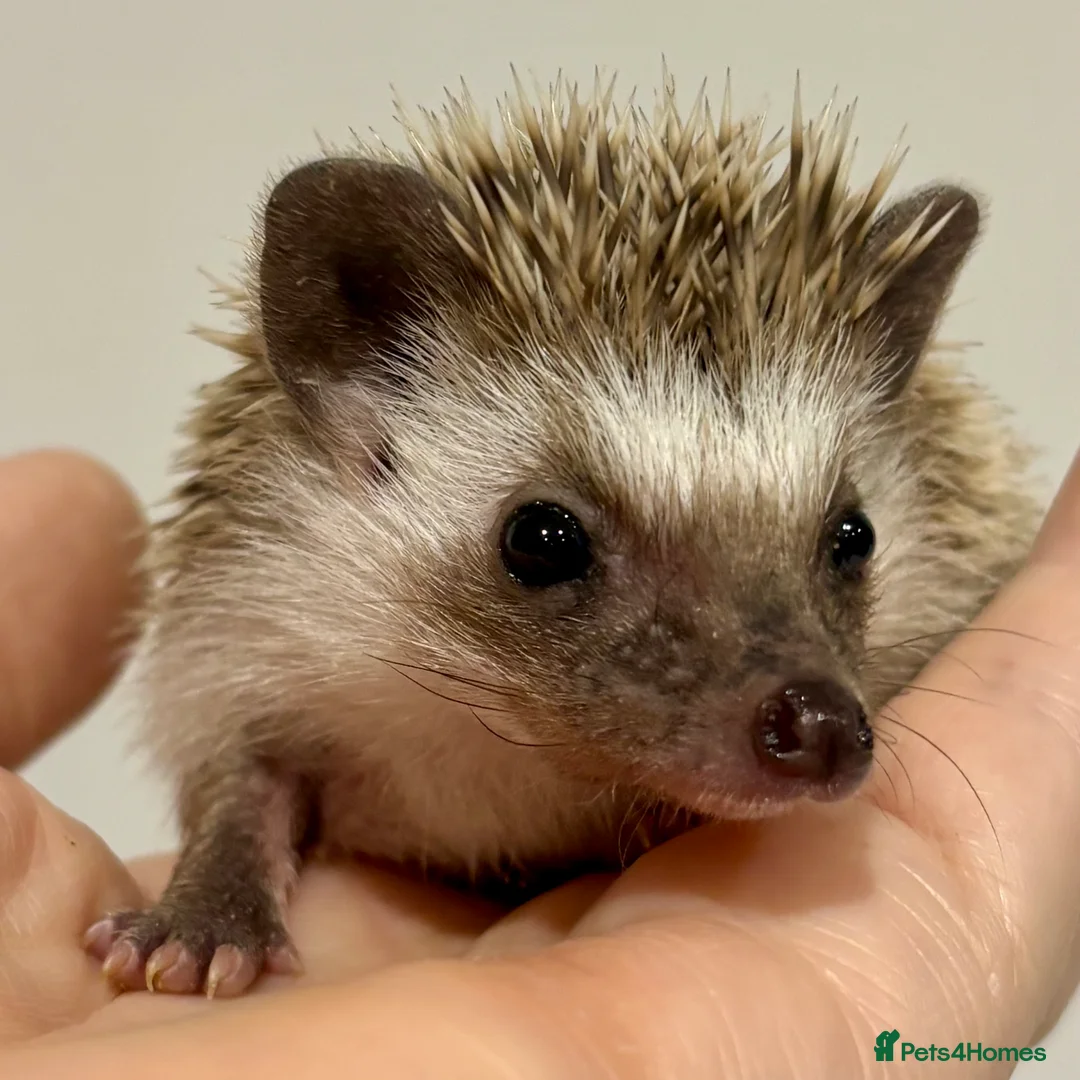 Pygmy Hedgehog rodents for sale: Girls Boys Ethically Bred African Pygmy Hedgehogs - Advert 6