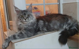 Maine Coon cats for sale: Registered maine coon kittens  - Image 9