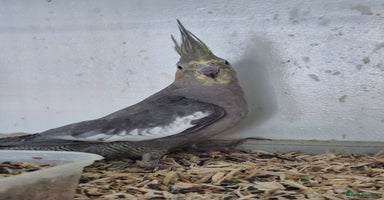 Cockatiels birds - Advert 6