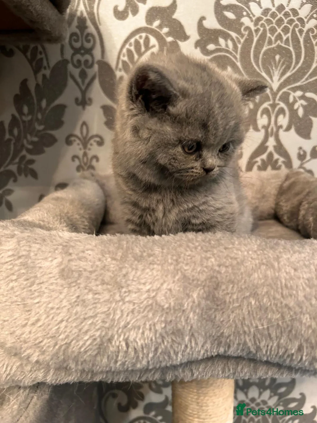 British Shorthair cats for sale: Stunning British shorthair kittens - Advert 5