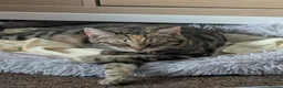 British Shorthair cats for sale: Short hair tabby needing a new home  in West Bromwich - Advert 2