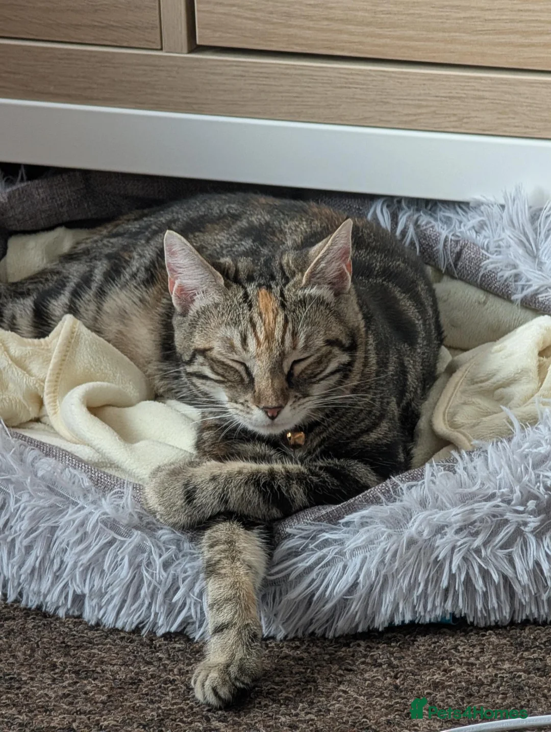 British Shorthair cats for sale: Short hair tabby needing a new home  in West Bromwich - Advert 2