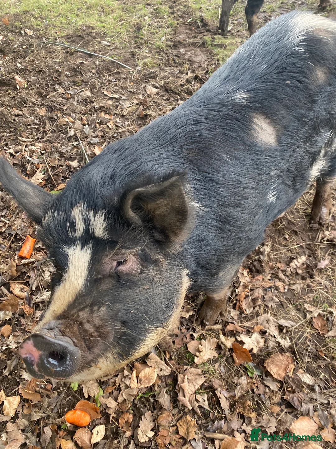 Pig livestock for sale: Pure bred kune kune sow  - Advert 4