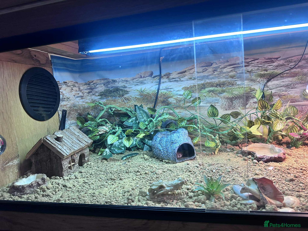 Leopard Gecko reptiles for sale: leopard gecko 5 years old - Advert 8