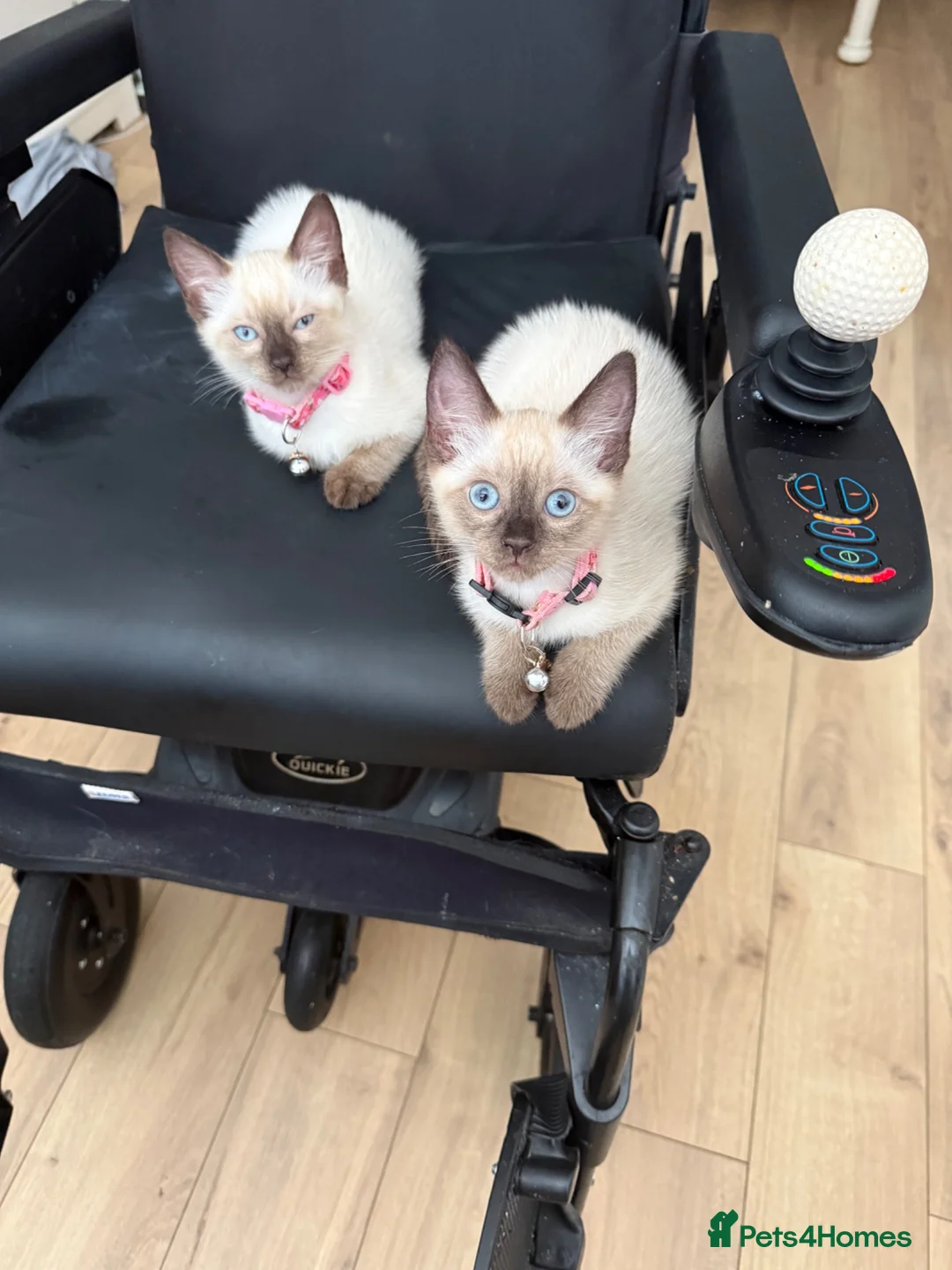 Ragdoll cats for sale: 2 ragdolls girls - Advert 2