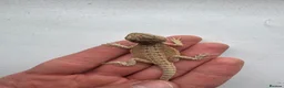Bearded Dragon reptiles for sale: Baby Bearded Dragons for sale  - Advert 3