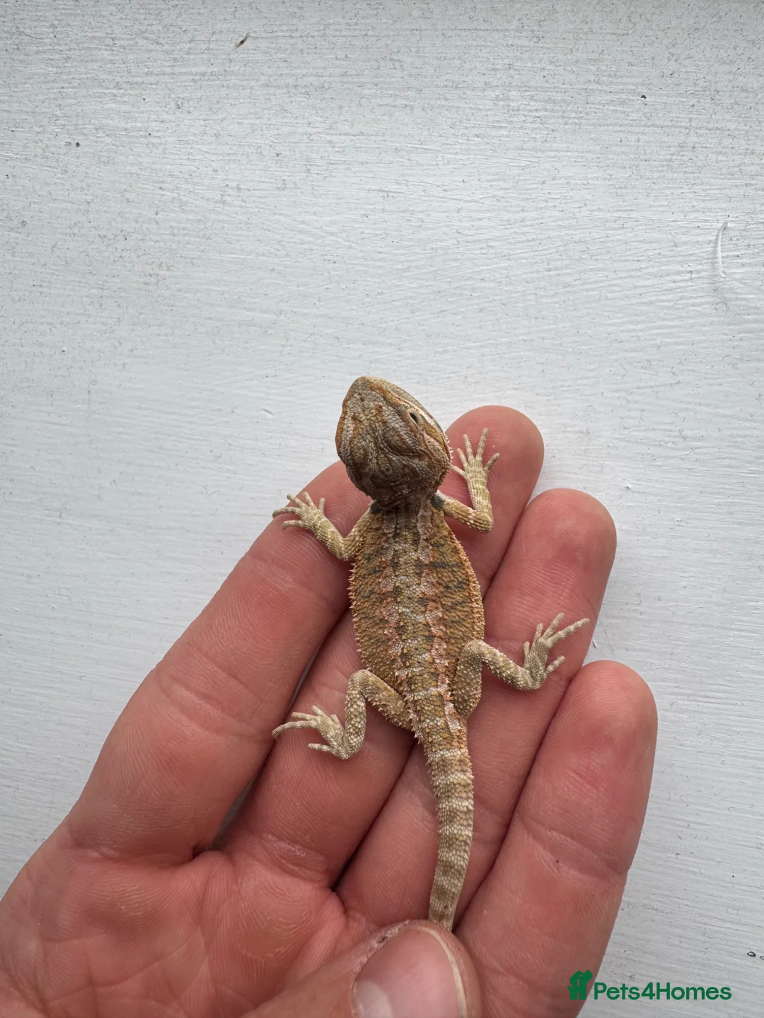 Bearded Dragon reptiles for sale: Baby Bearded Dragons for sale  - Advert 3