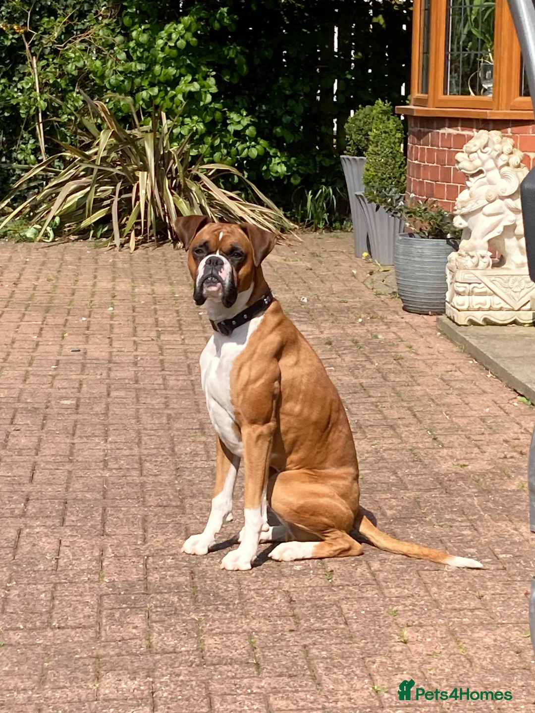 Boxer dogs for stud: Handsome Boxer for Stud  in Beverley - Advert 2