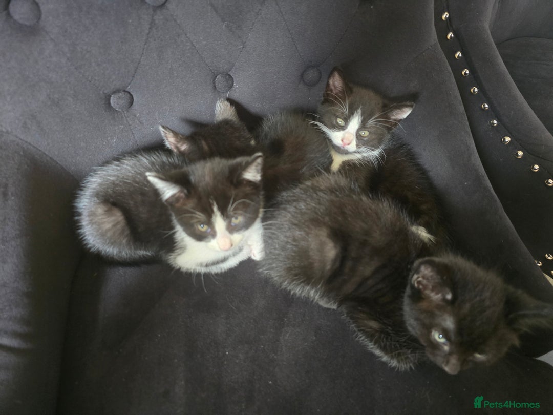 Domestic Shorthair cats for sale: Kittens - Image 6