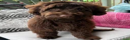 Cockapoo dogs for sale: Cockapoo for sale in Kilmarnock - Advert 9