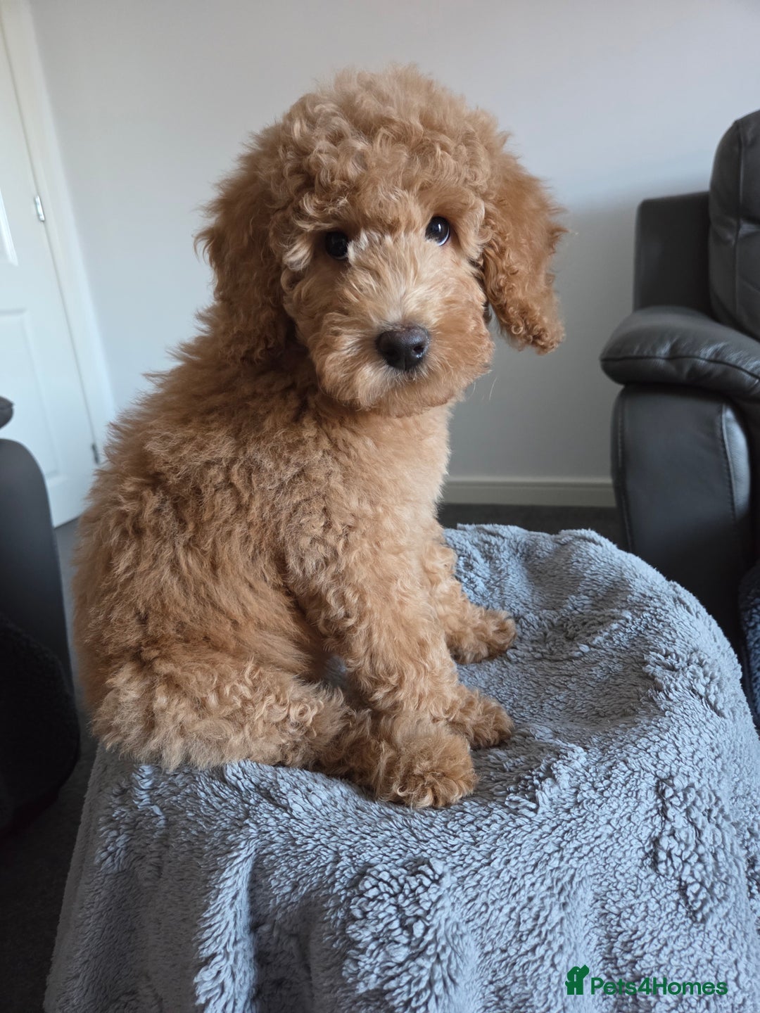 Labradoodle dogs for sale: Labradoodle Bitch 12 wks old fully vaccinated  - Advert 5