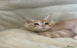 Maine Coon cats for sale: Stunning Mainecoon kittens  - Image 8
