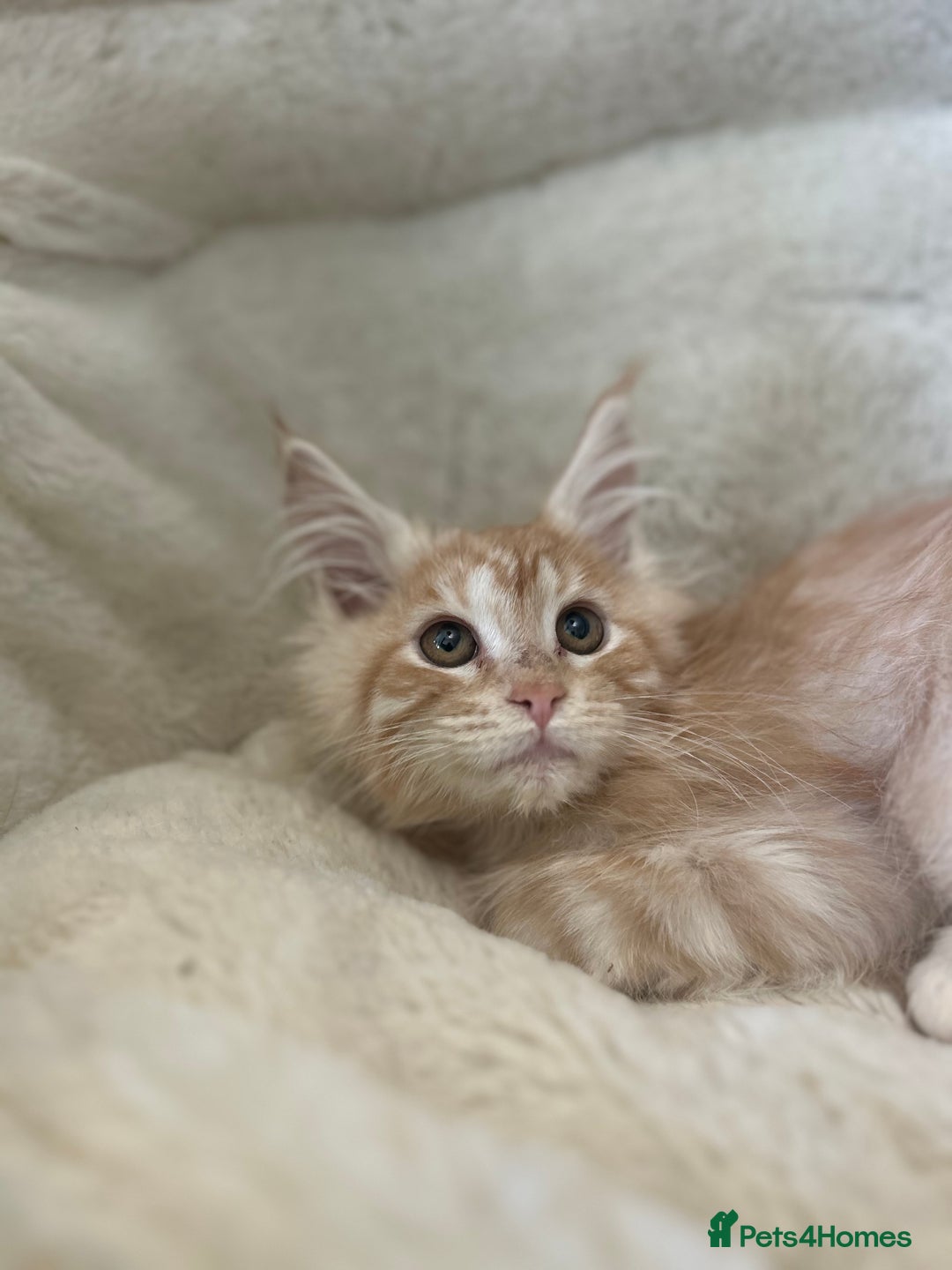 Maine Coon cats for sale: Stunning Mainecoon kittens  - Image 8