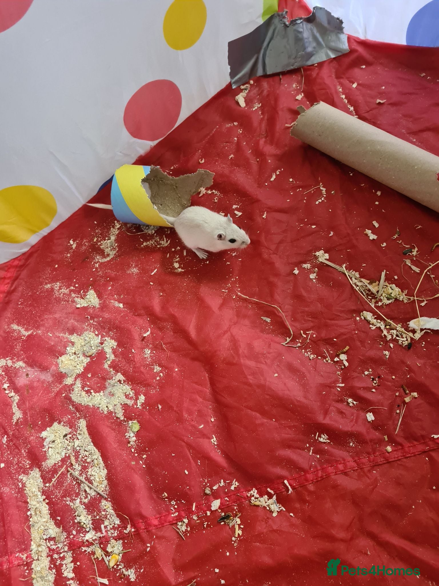 Gerbil rodents 4 x Female gerbils mum and daughters  - Advert 1