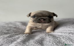 French Bulldog dogs for sale: French bulldog puppies  - Image 9