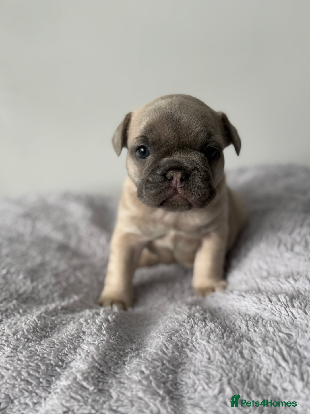 French Bulldog dogs for sale: French bulldog puppies  - Image 9