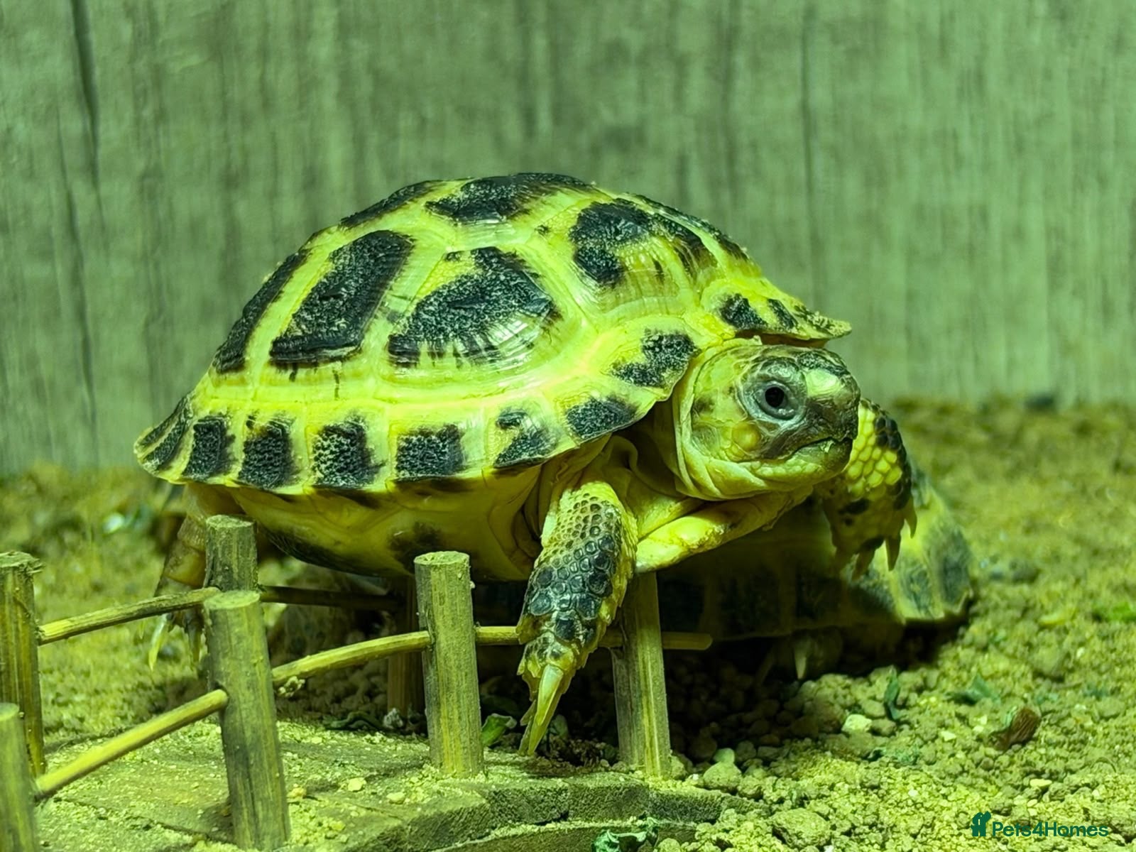 Tortoise reptiles BABY HORSFIELDS & SET UPS - Advert 1