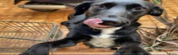 Mixed Breed dogs for sale: Kiara Loving Female Looking for a New Home - Advert 3