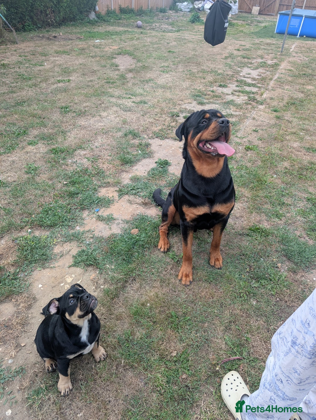 Mixed Breed dogs for sale: Old tyme puppy cross english - Image 7