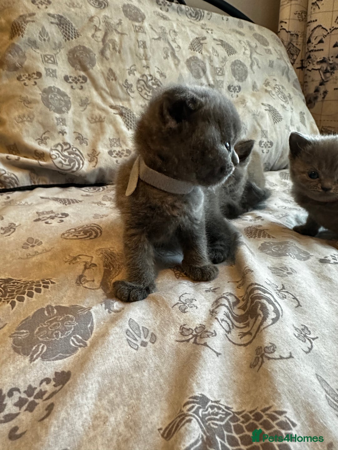 British Shorthair cats for sale: British blue short hair x Scottish fold ears - Image 7