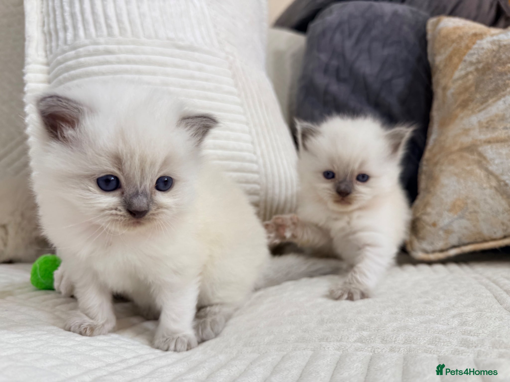 Ragdoll cats Stunning Bluepoint kittens for Sale  - Advert 1