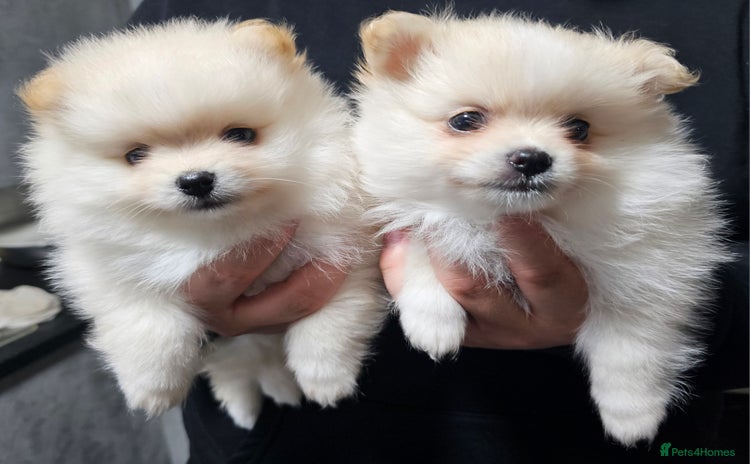 Pomeranian dogs - Advert 13