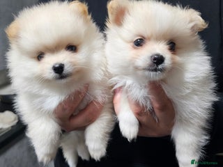 Pomeranian dogs 2 cream/white girls 🩷 8 weeks old - Advert 17