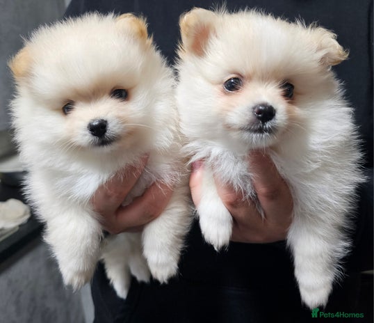 Pomeranian dogs - Advert 13