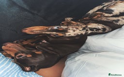 Miniature Dachshund dogs for sale: Chocolate/tan miniature dachshund  - Image 4