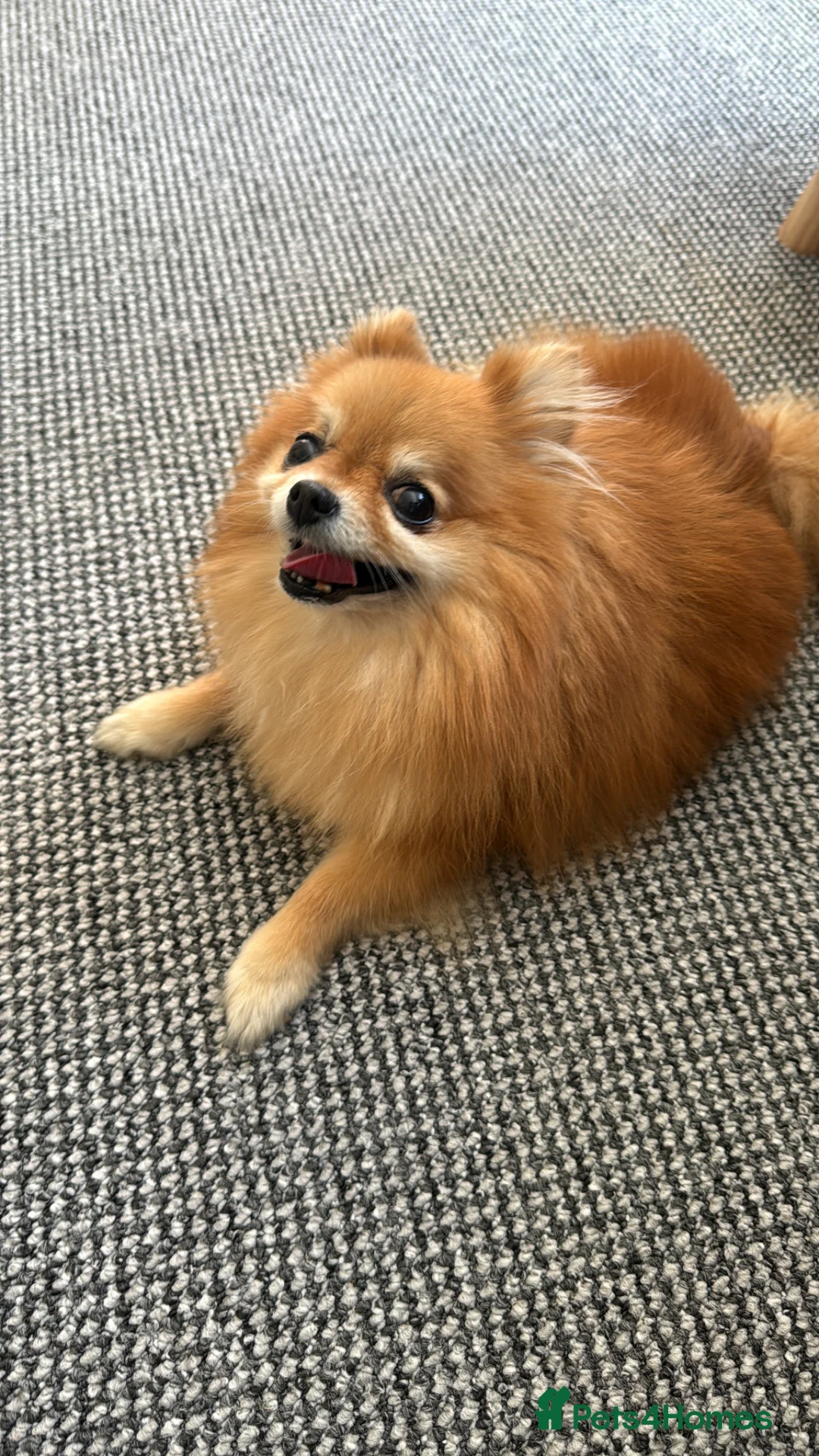 Pomeranian dogs for sale: LUCYY in Exeter - Advert 5