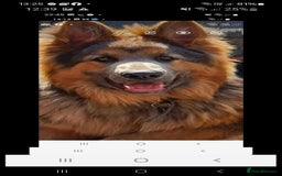 German Shepherd dogs for stud: German shepherd  - Image 3