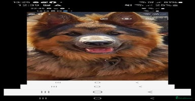 German Shepherd dogs - Advert 14