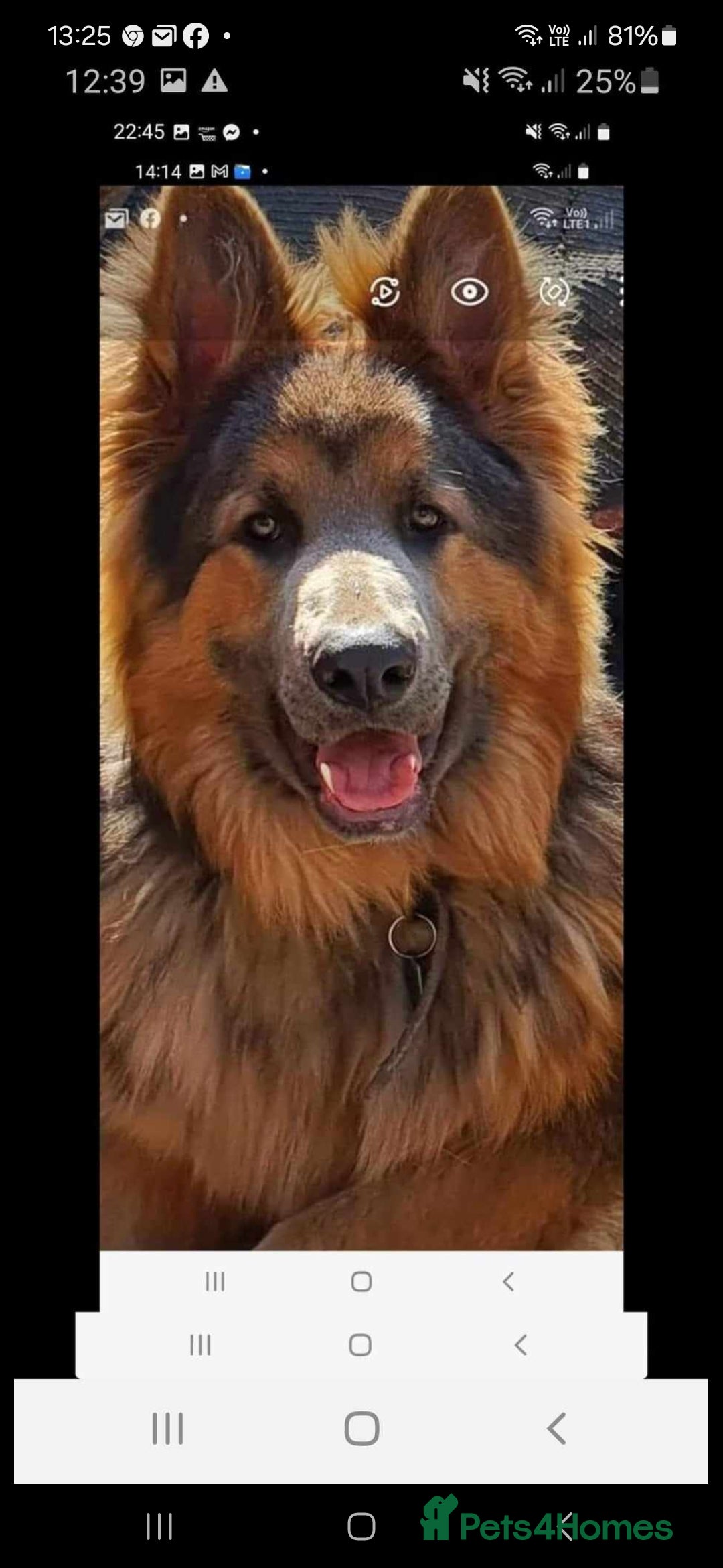 German Shepherd dogs for stud: German shepherd  - Image 3
