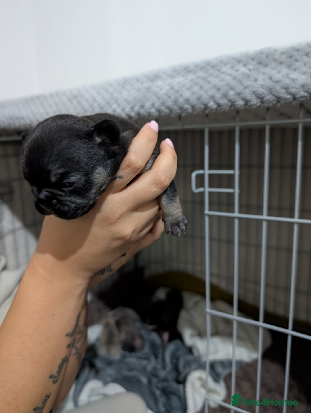 French Bulldog dogs for sale: French dog for sale  - Image 9