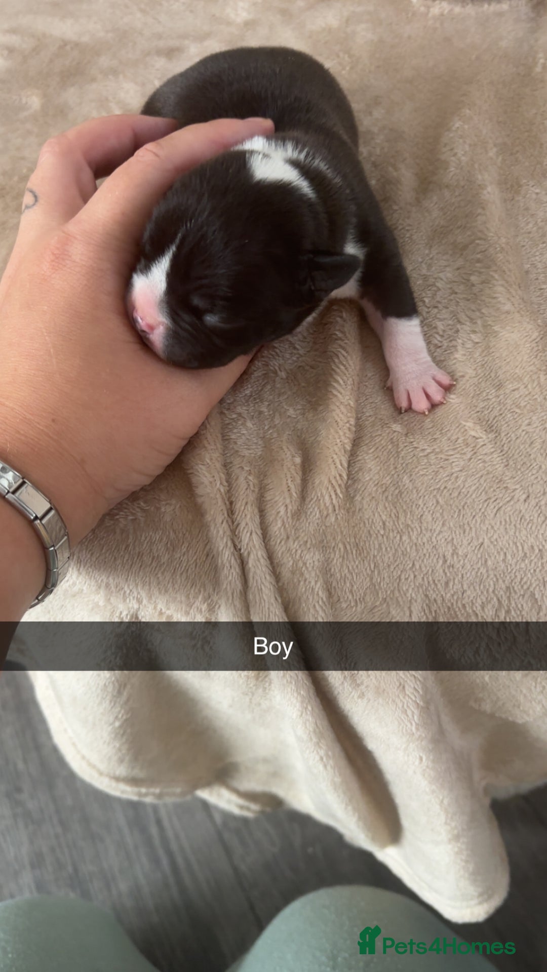 Mixed Breed dogs for sale: Pocket bully x  - Image 4
