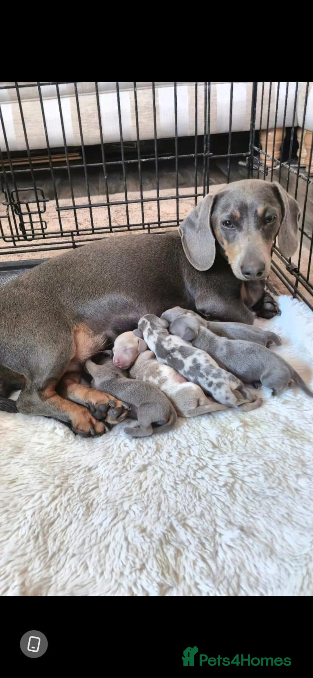 Dachshund dogs for sale: Merle dashaund - Advert 11
