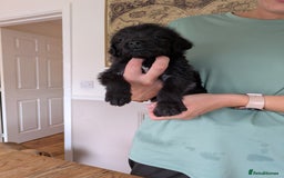 Mixed Breed dogs for sale: Gorgeous Black Poogledoodles Kid-Friendly Beauties - Image 30