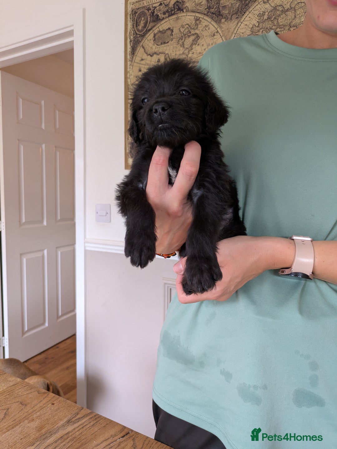 Mixed Breed dogs for sale: Gorgeous Black Poogledoodles Kid-Friendly Beauties - Image 30