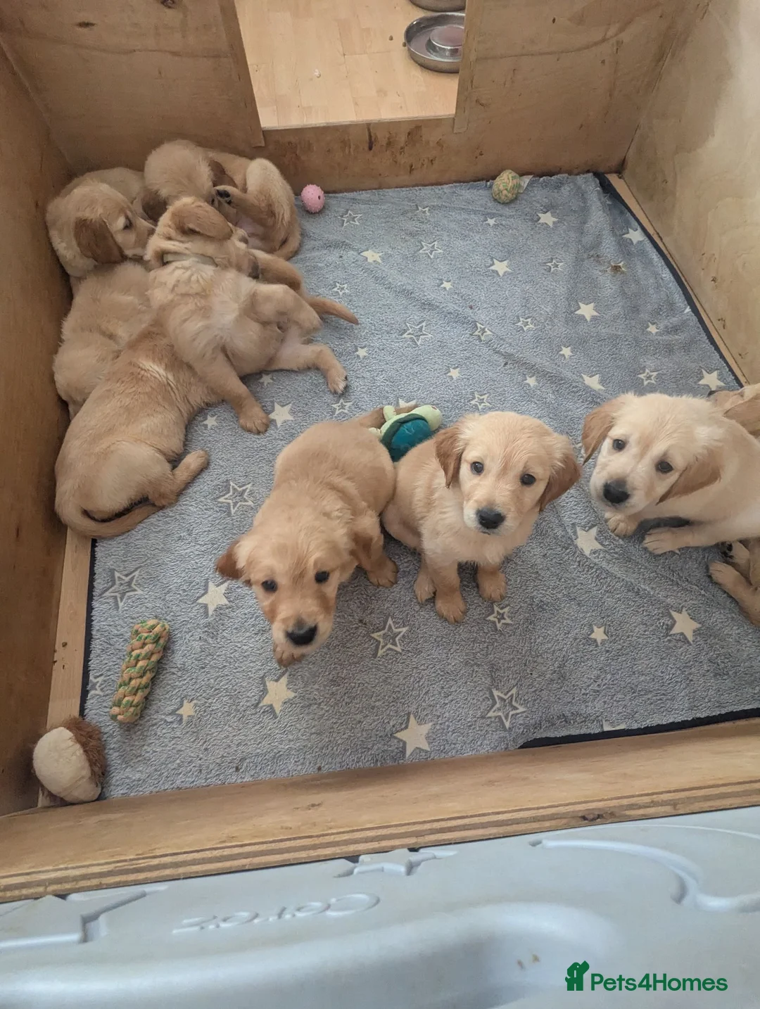 Golden Retriever dogs for sale: KC Pedigree Golden Retriever Puppies - Advert 2