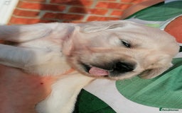 Golden Retriever dogs for sale: Championship line KC Golden Retriever puppies - Image 26