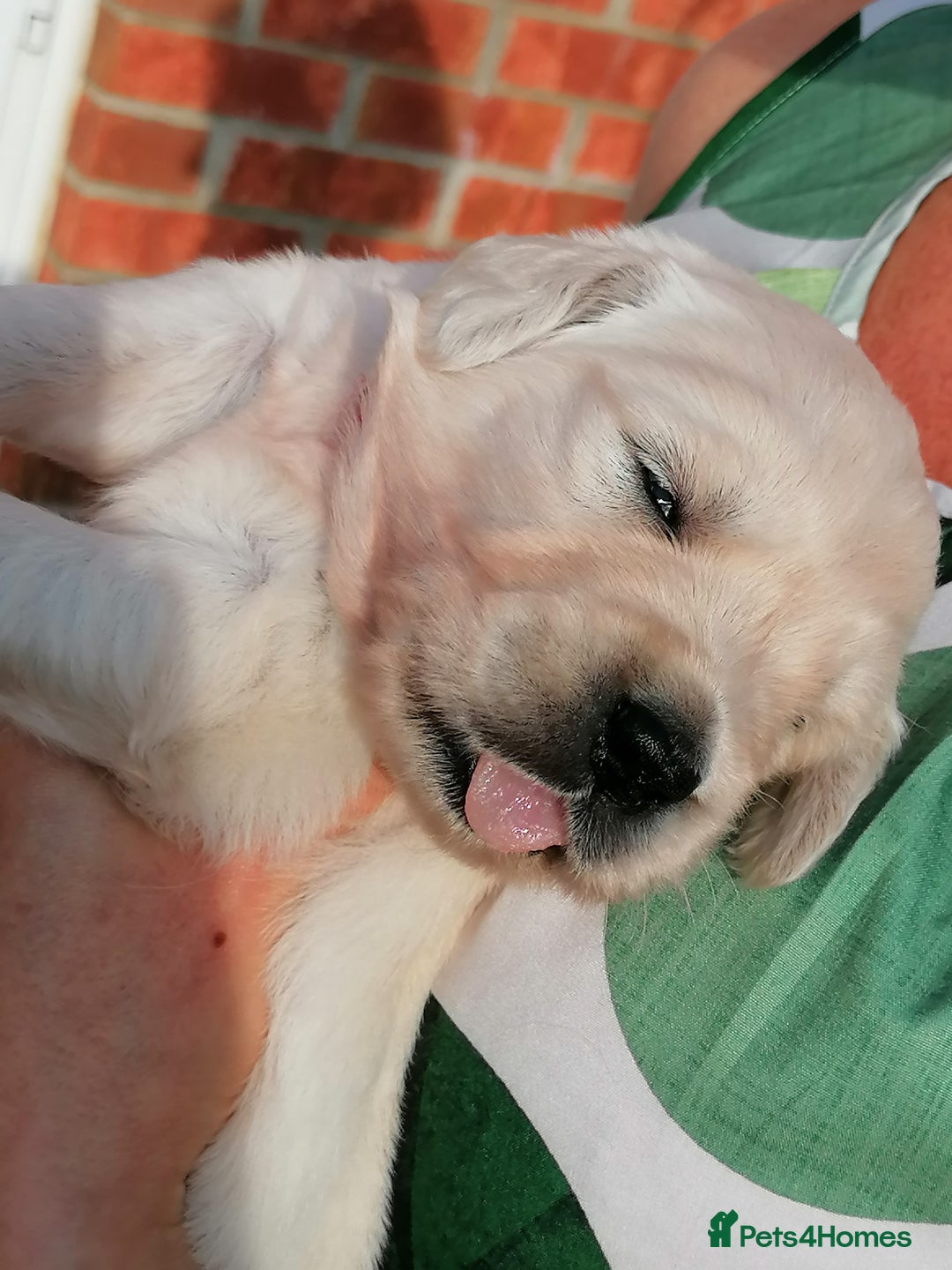 Golden Retriever dogs for sale: Championship line KC Golden Retriever puppies - Image 26