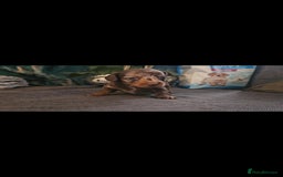 Dachshund dogs for sale: Dachshund  - Image 4