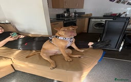 Mixed Breed dogs for sale: Daisy female 8months old - Image 1