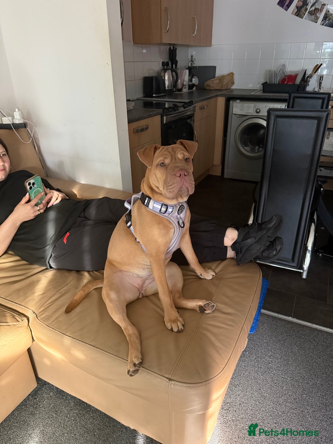 Mixed Breed dogs for sale: Daisy female 8months old - Image 1