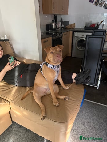 Mixed Breed dogs - Advert 1